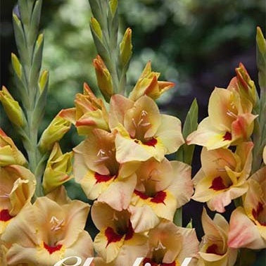 Gladiolus Bocelli 10-pakning